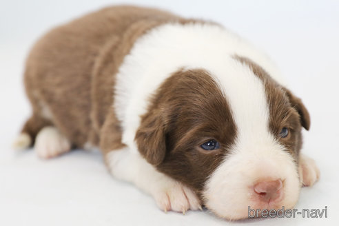 成約済の神奈川県のボーダーコリー-369083の5枚目